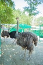 Three ostriches stand near the fence. The background is blurred Royalty Free Stock Photo